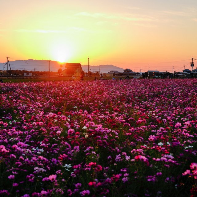 見奈良花田（油菜花節、波斯菊節）